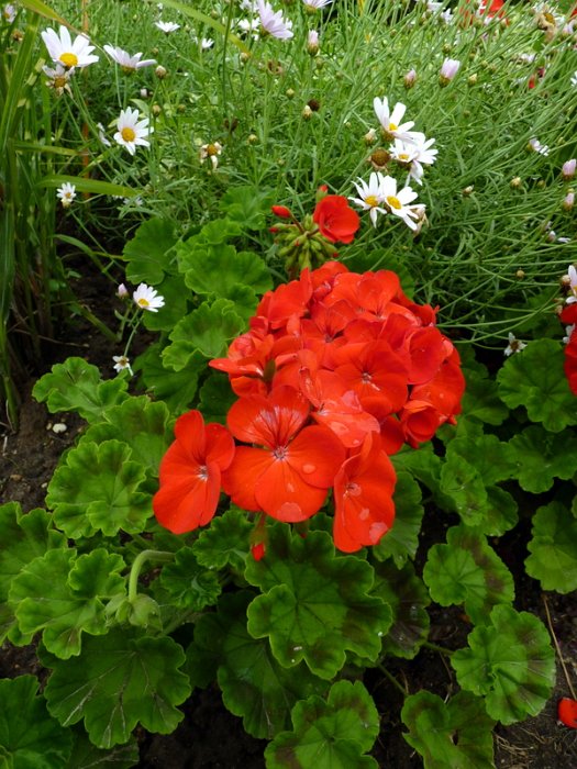 Pelargonium zonale 'Moulin Rouge'